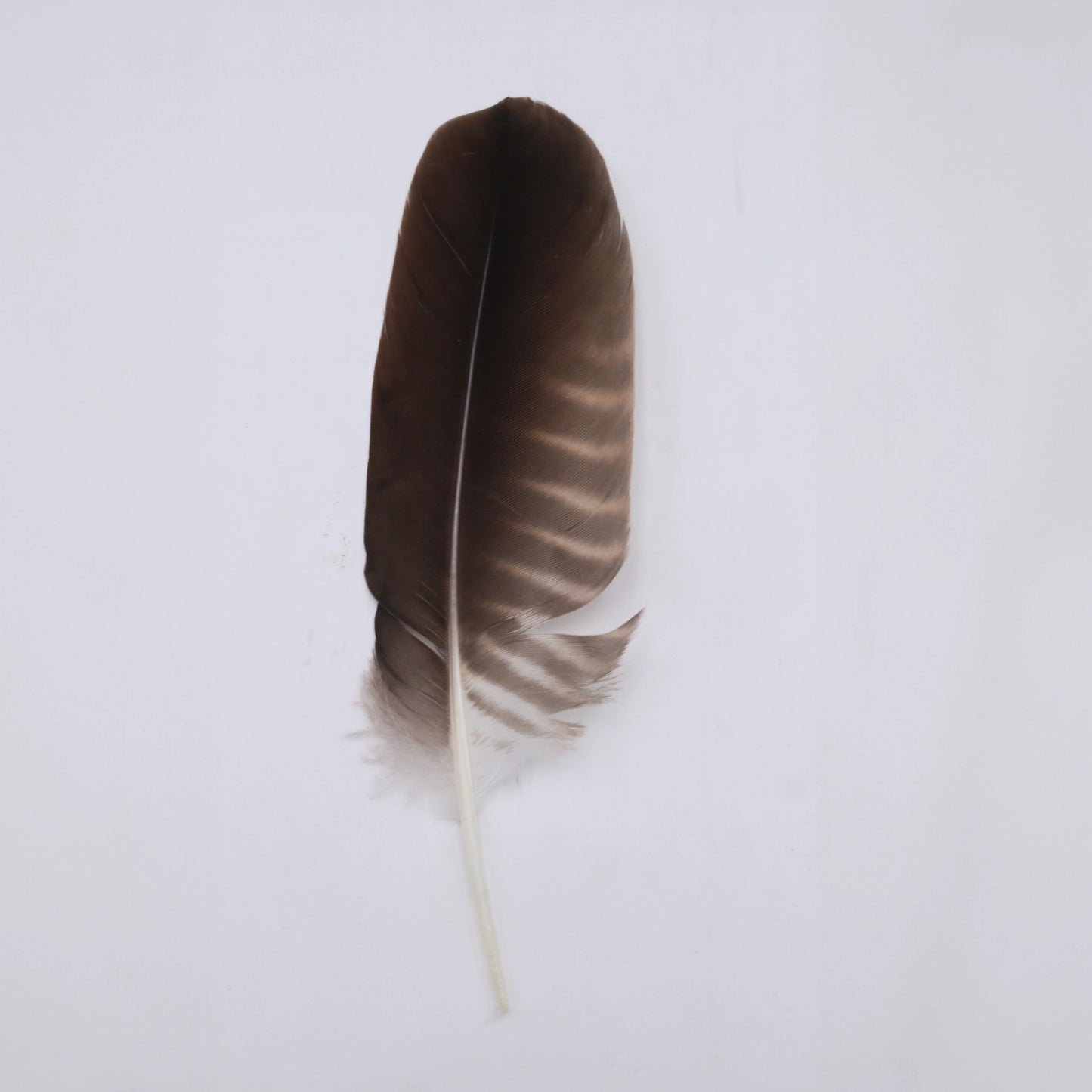 pluma para sombrero chica