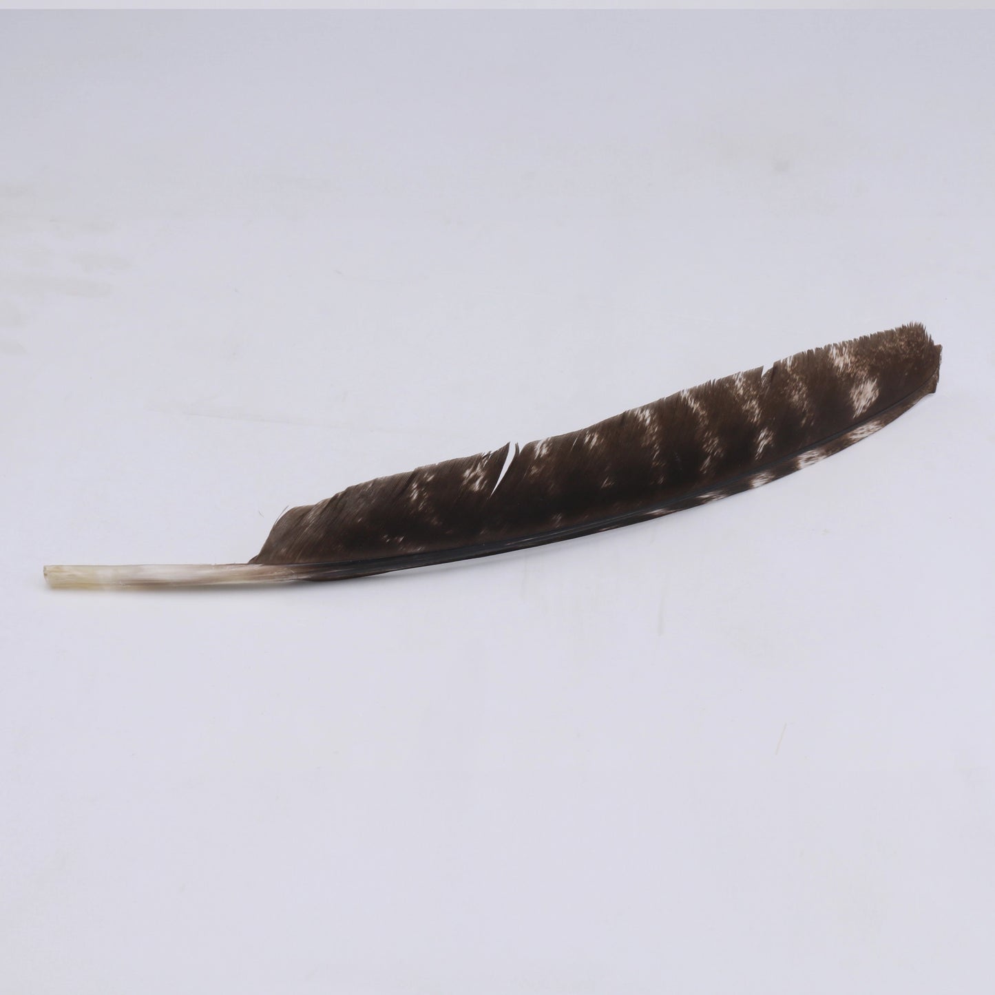 pluma para sombrero grande