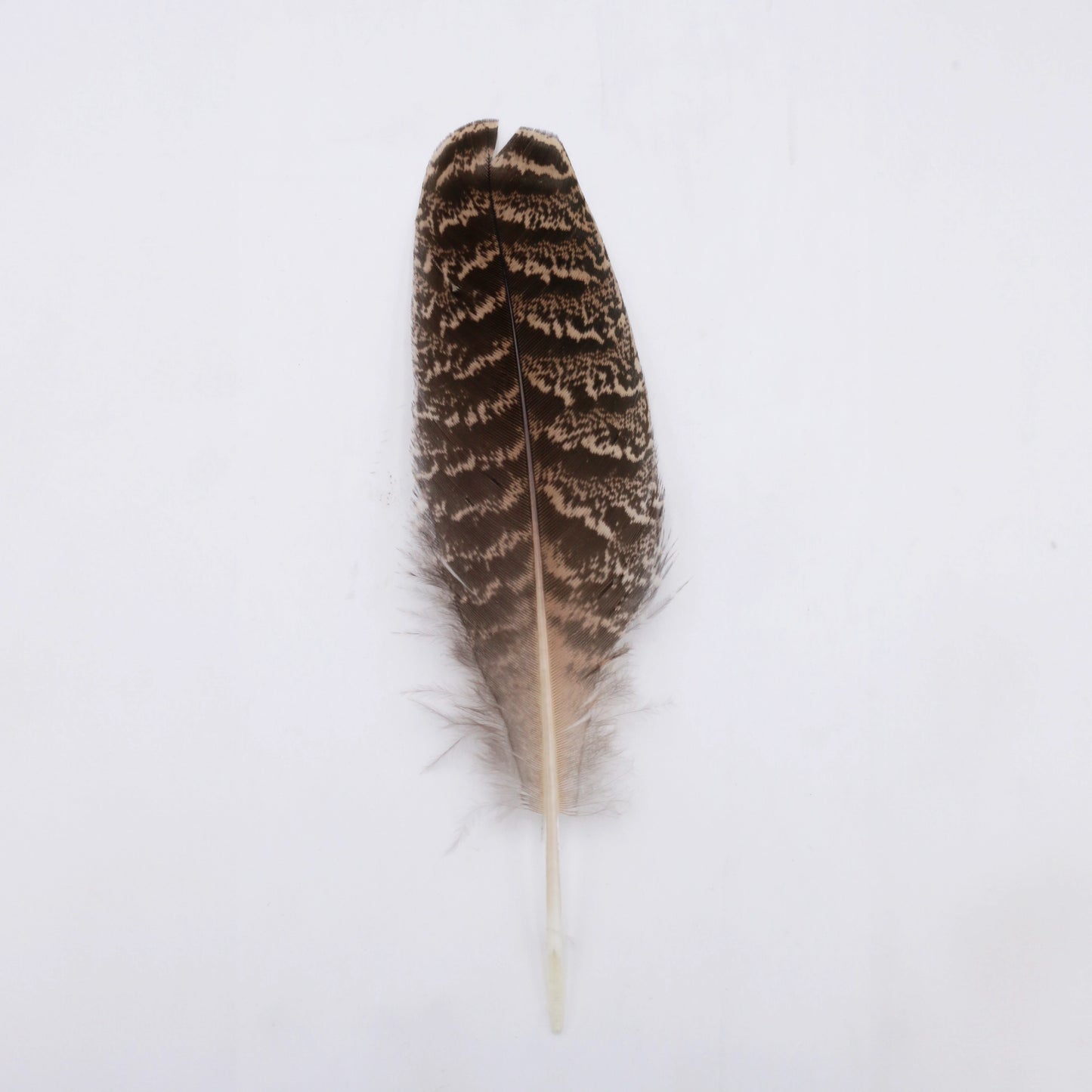 pluma para sombrero chica